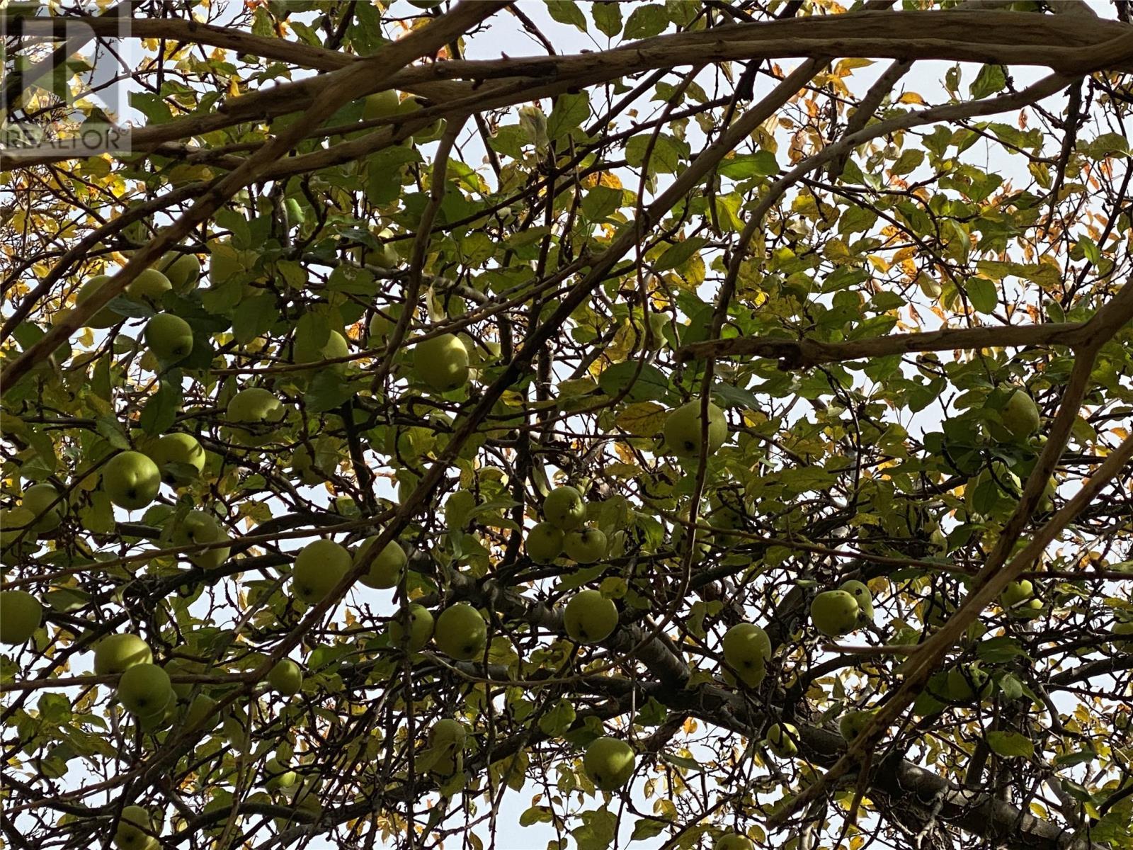 129 Roaches Line Road, Roaches Line, NL - Outdoor