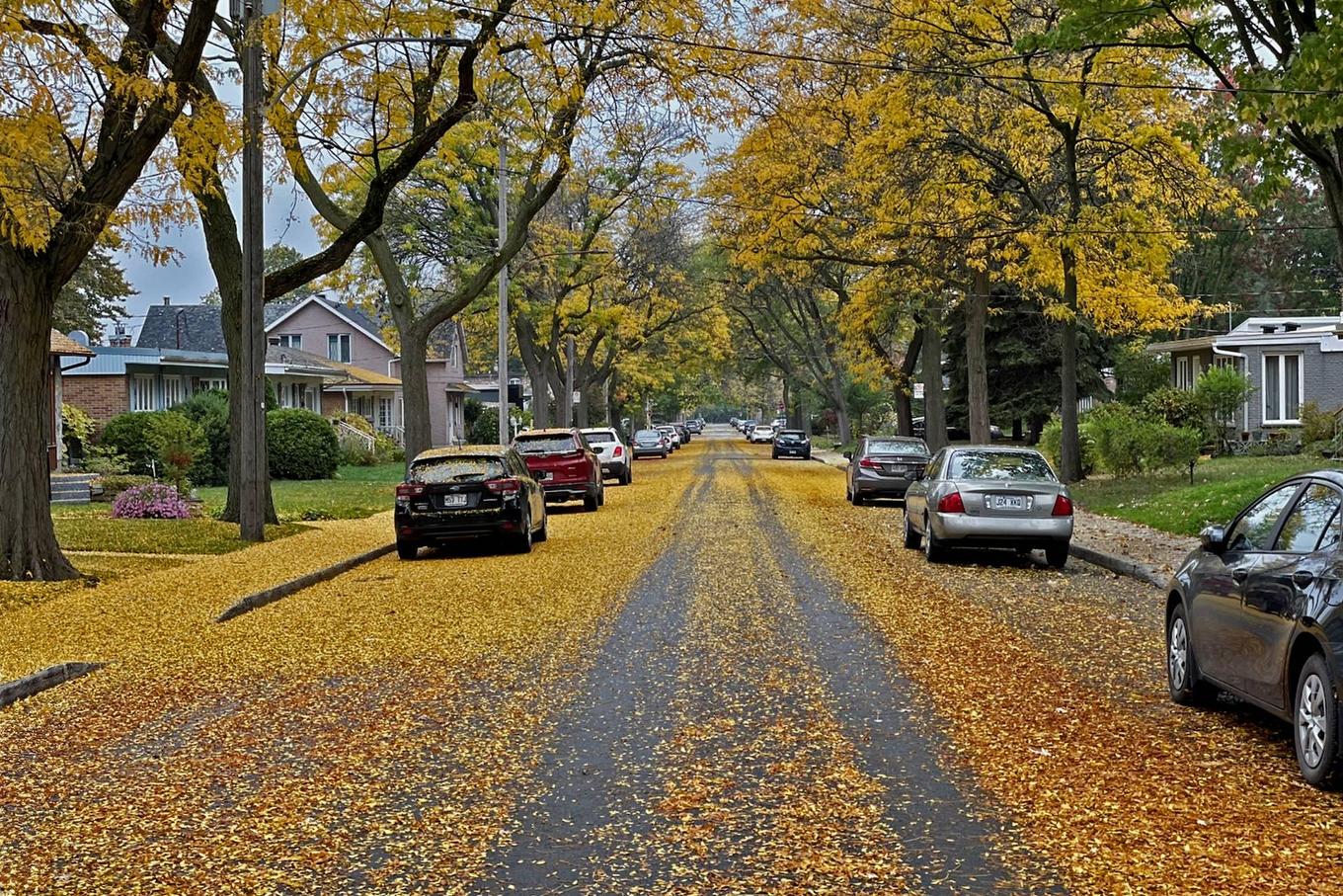 Street - 9840 Rue Basile-Routhier, Montréal (Ahuntsic-Cartierville), QC - Outdoor