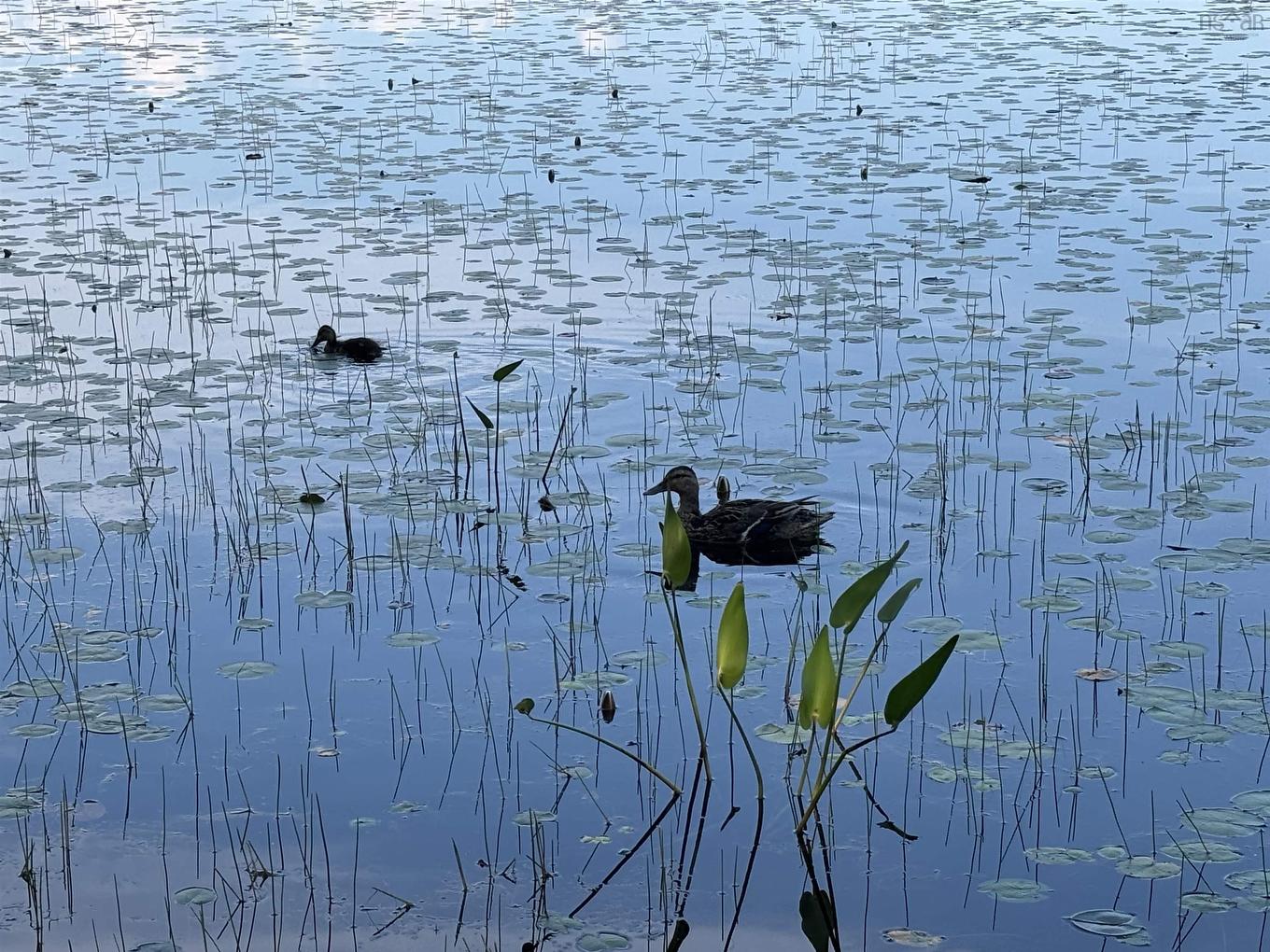 Lot Pid# 60668795 Highway 325, West Clifford, NS