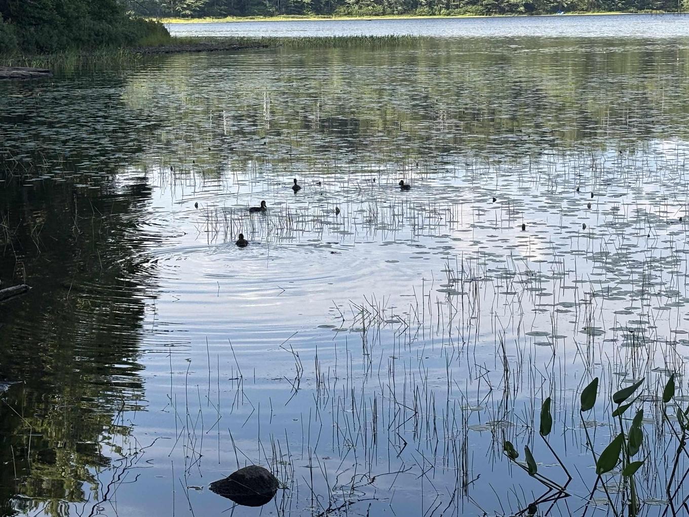 Lot Pid# 60668795 Highway 325, West Clifford, NS