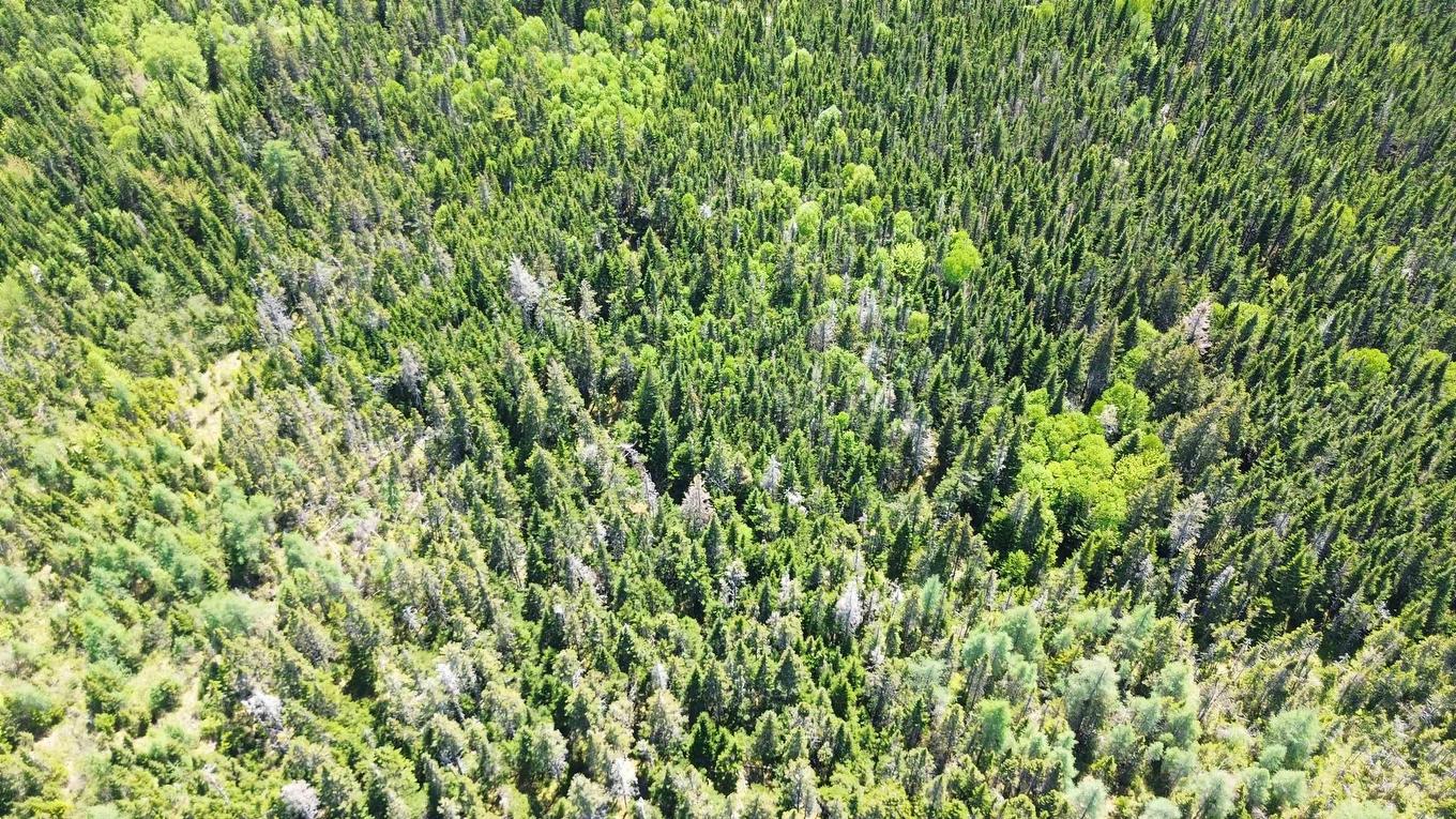 320 Highway, D'Escousse, NS