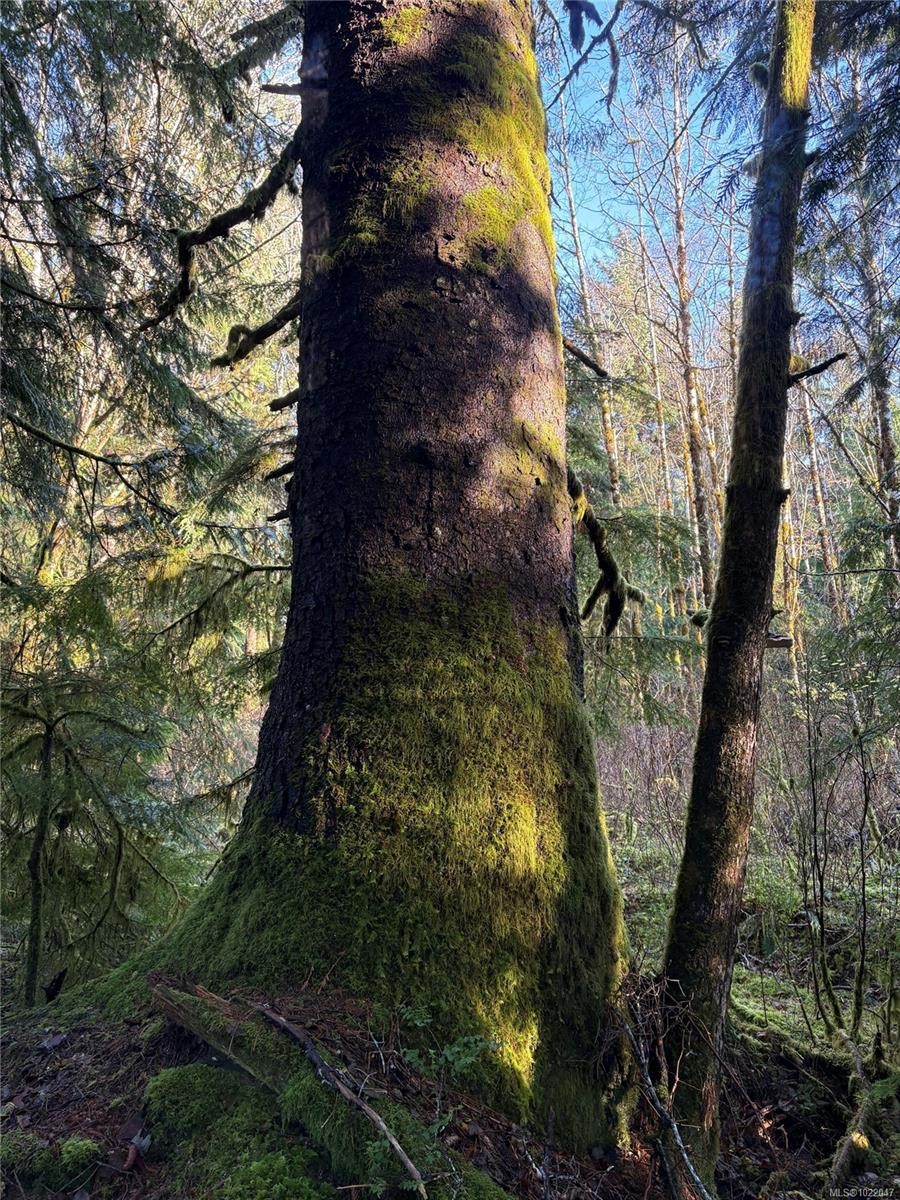 Lot B Highway 16, See Remarks, BC