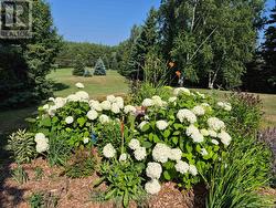 Hydrangea garden -