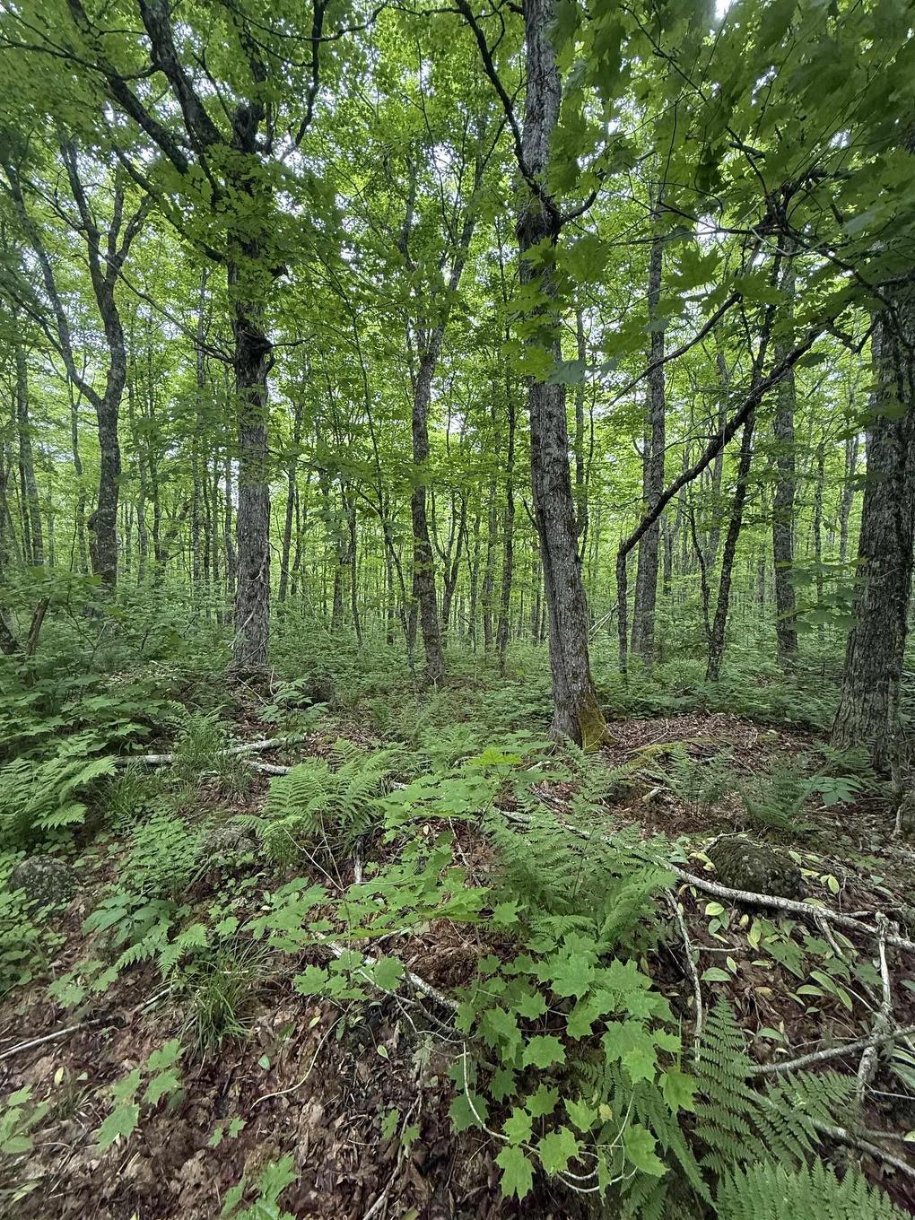 Lot Pid#20098885 Truro Road, New Annan, NS