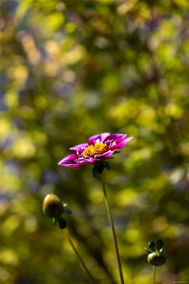 2655 Shady Lane, Oak Bay, BC