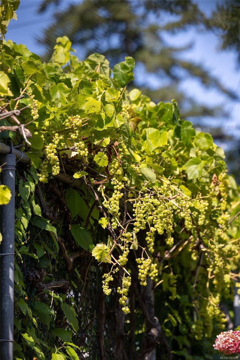 2655 Shady Lane, Oak Bay, BC