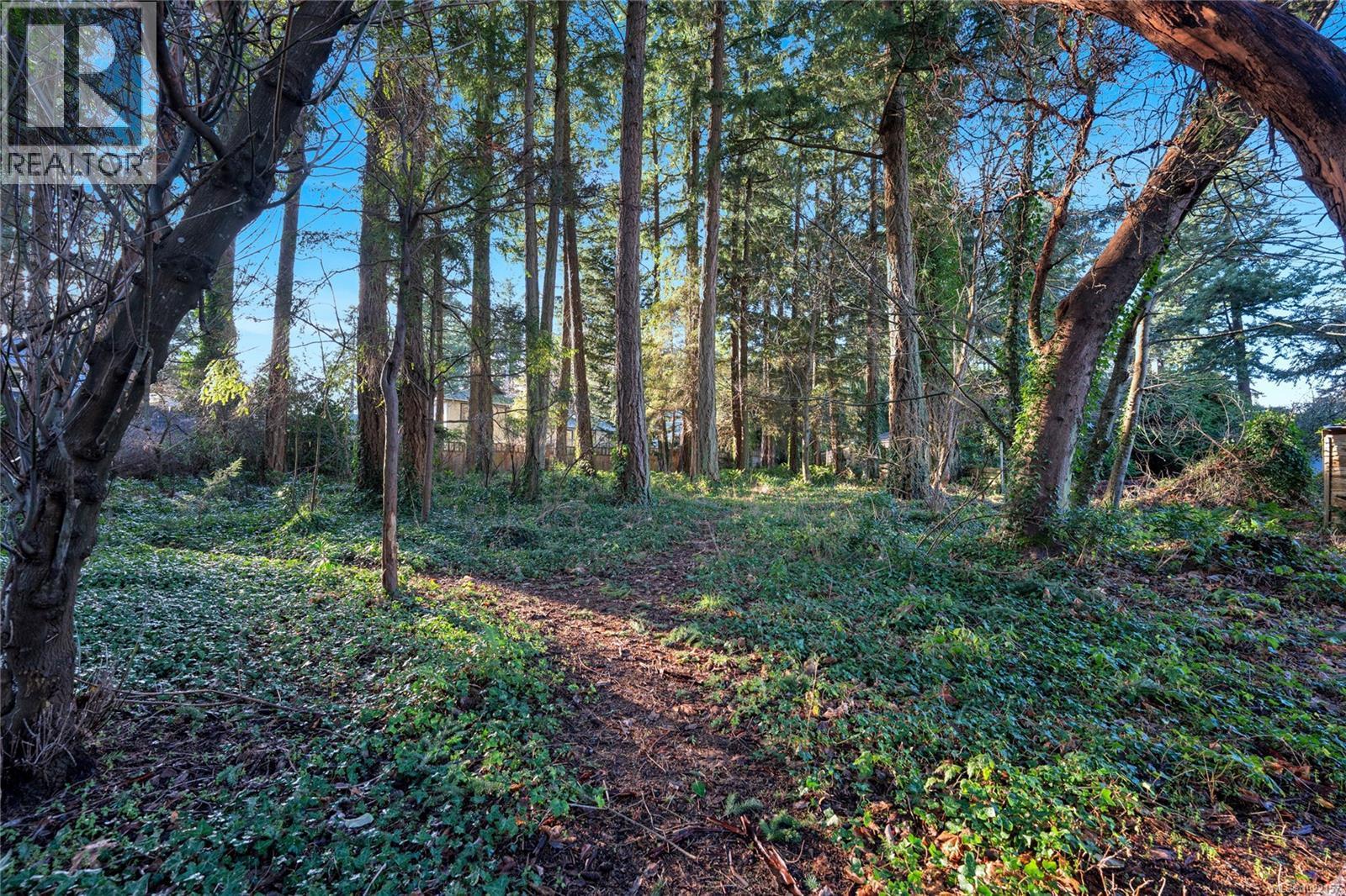 Forested back yard - 2229 Arbutus Rd, Saanich, BC - Outdoor With View