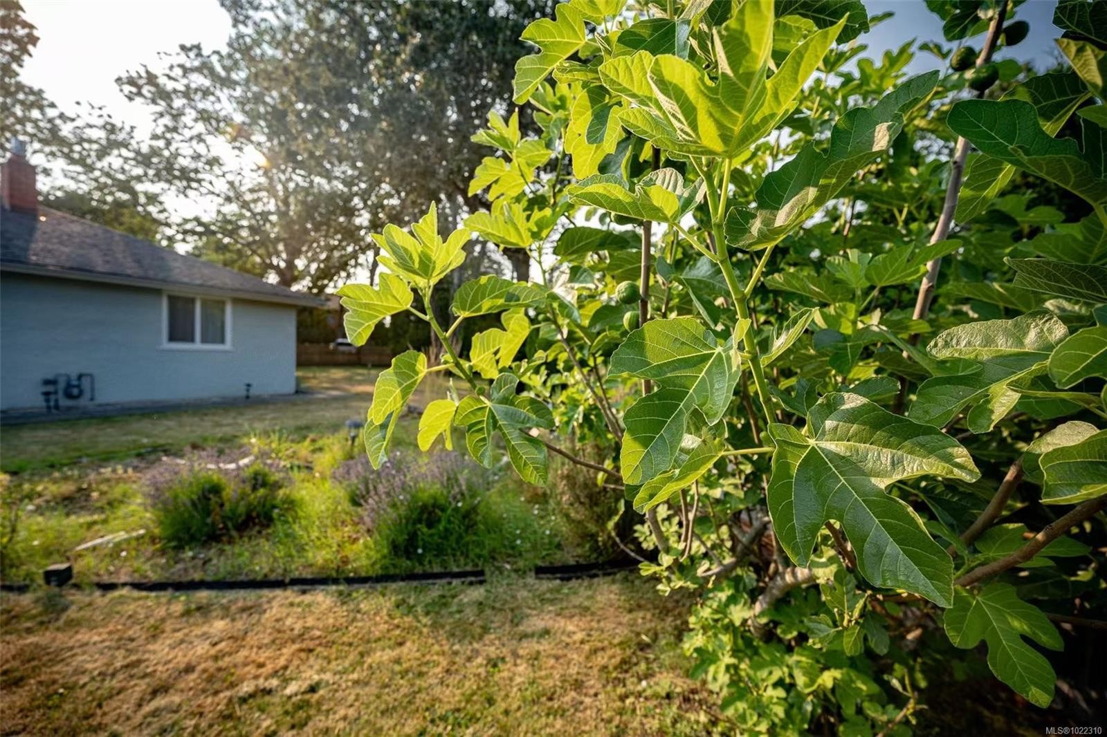 3956 Cedar Hill Cross Rd, Saanich, BC