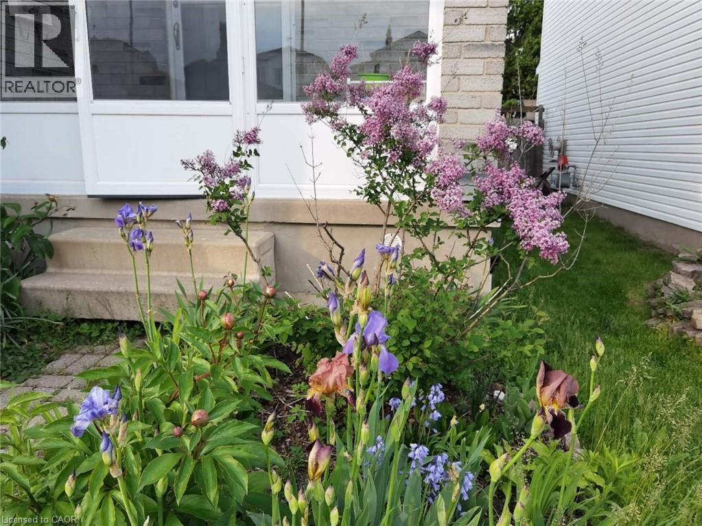 Exterior view - 109 Beechmanor Crescent, Kitchener, ON - Outdoor