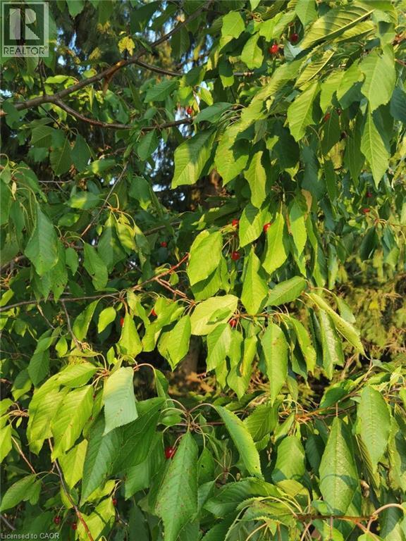 Exterior view - 109 Beechmanor Crescent, Kitchener, ON - Outdoor