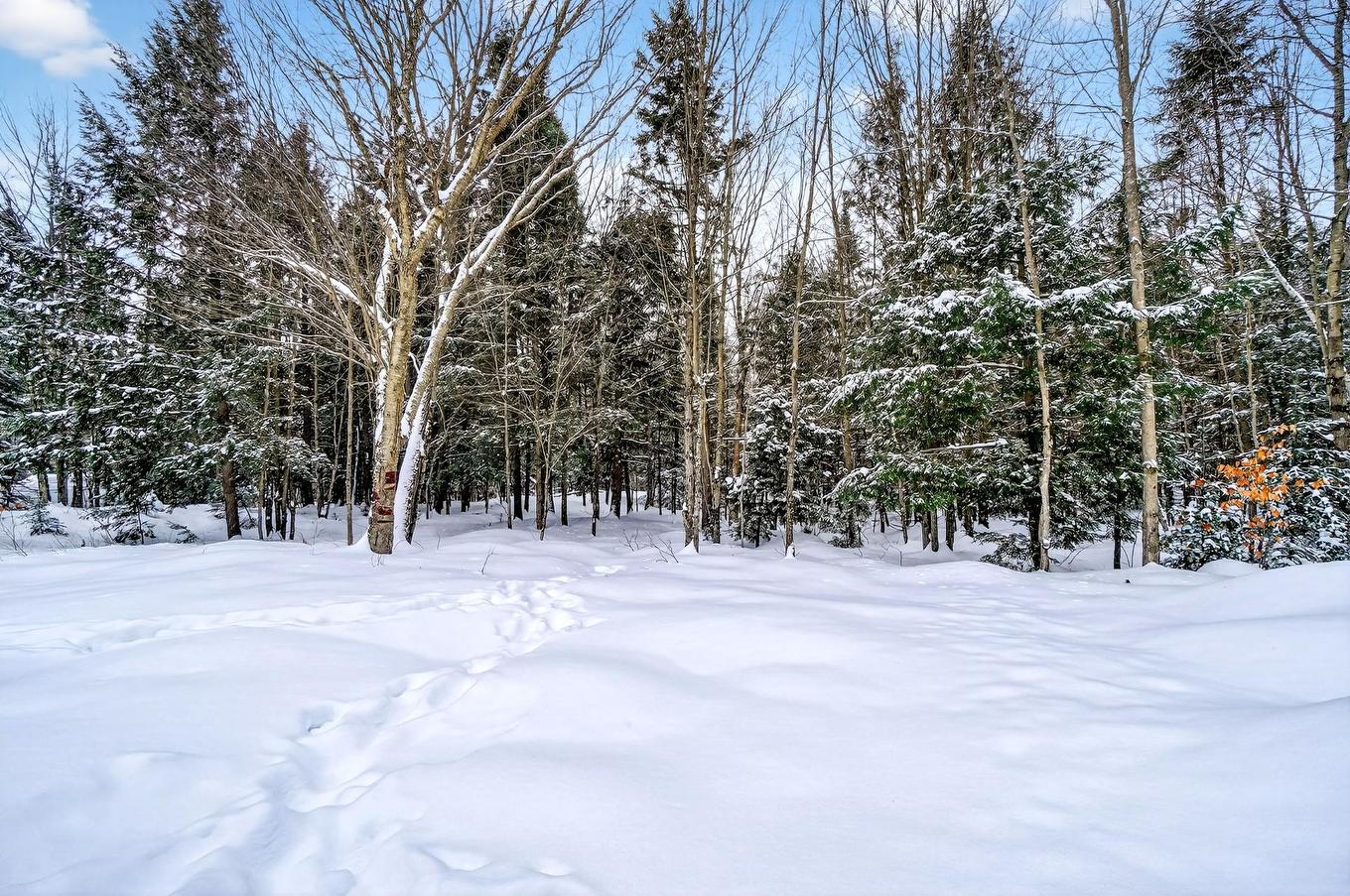 Backyard - 224 Rue Du Havre, Saint-Colomban, QC - Outdoor With View