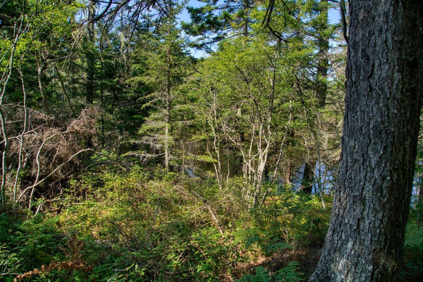 Lot 5 Cooks Brook, Bayport, NS