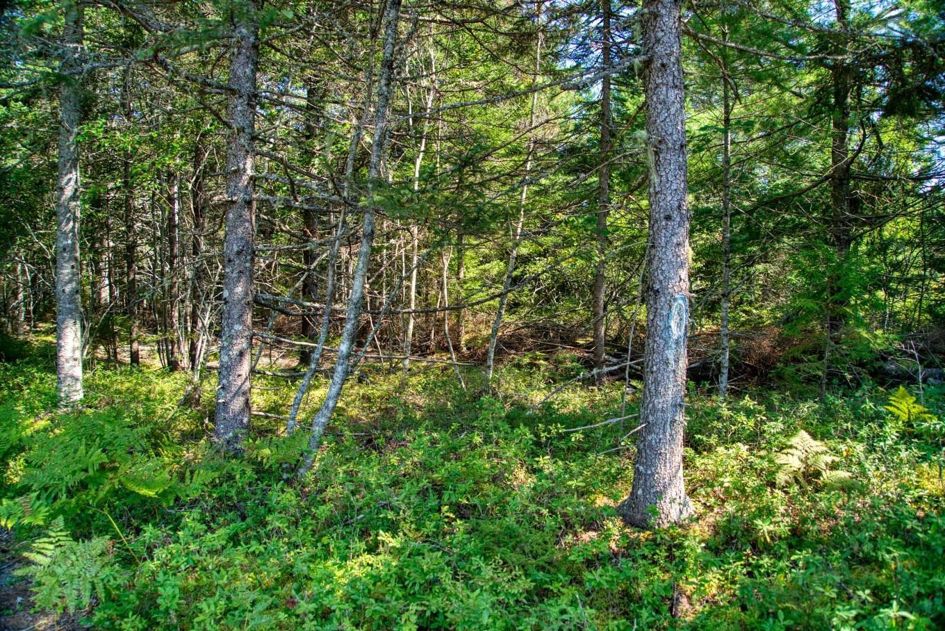 Lot 5 Cooks Brook, Bayport, NS