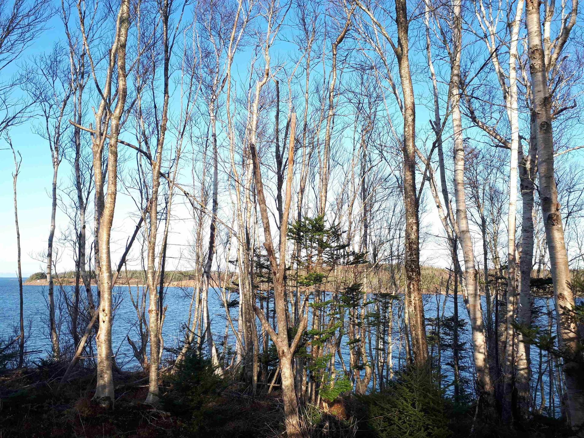 Lot 17 Torus Dr, Macnabs Cove, NS