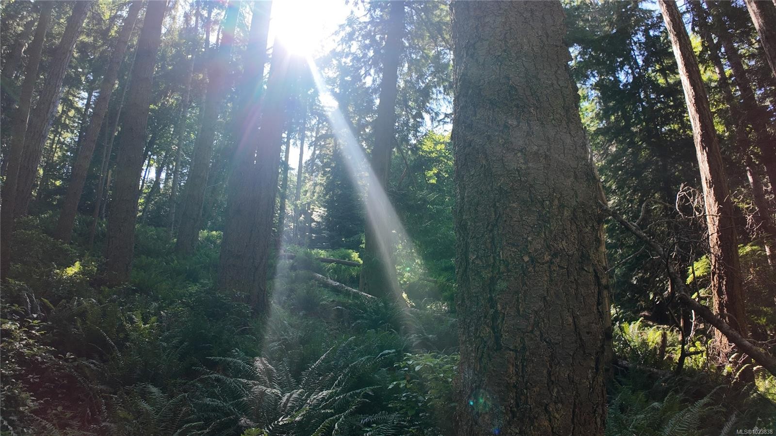 4480 Strachan Rd, Hornby Island, BC