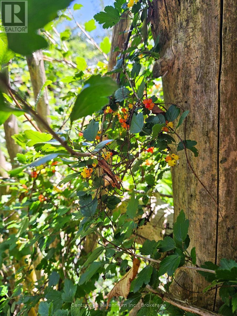 Mature Berry Bushes - 612608 Sideroad 61, Southgate, ON