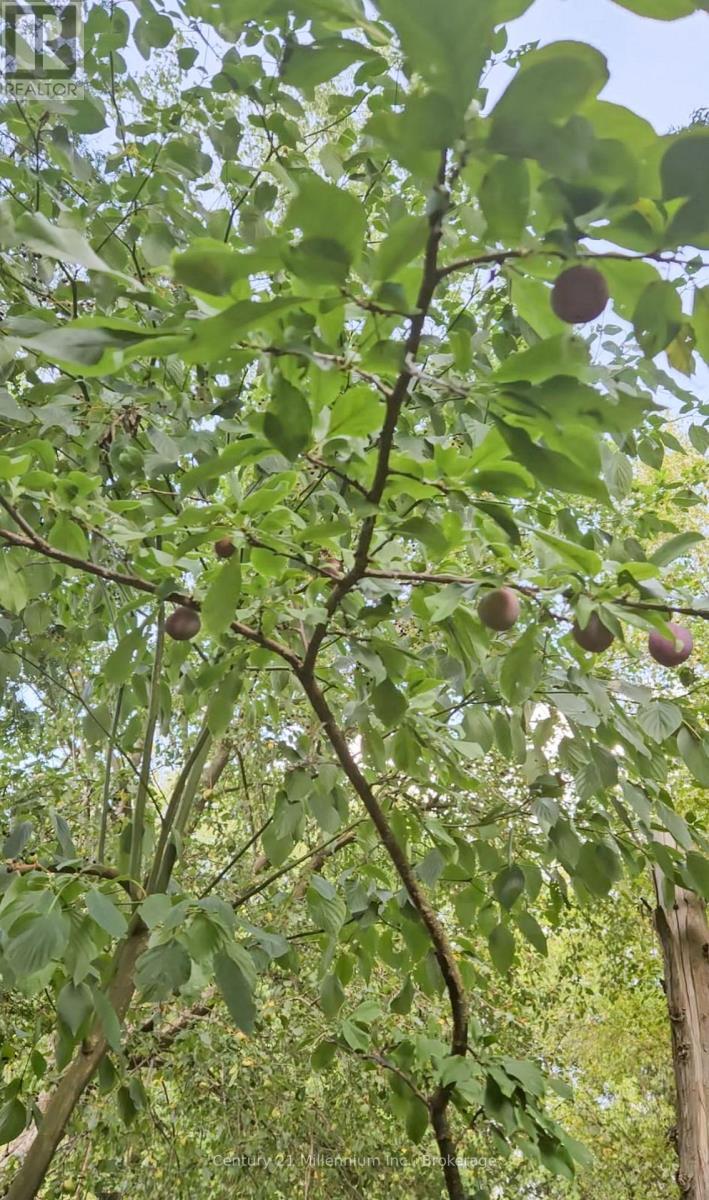 Mature Pear, plum, apple trees, & kiwi vines - 612608 Sideroad 61, Southgate, ON