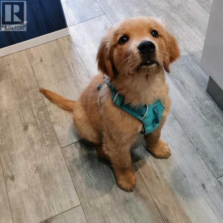 7, 31 Bow St Common, Cochrane, AB