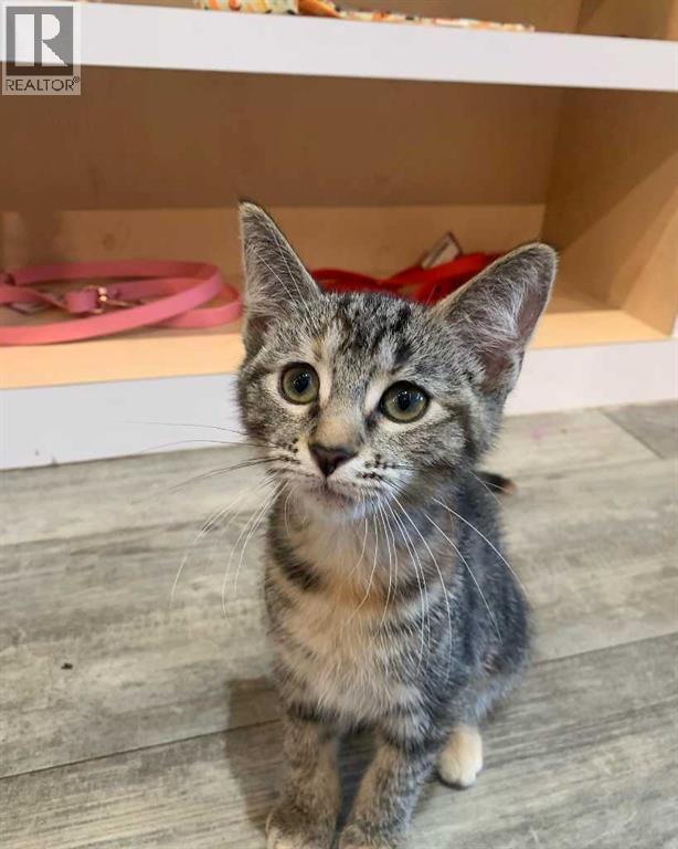 7, 31 Bow St Common, Cochrane, AB