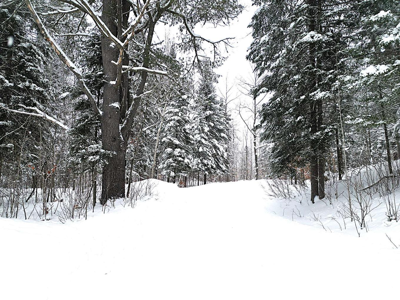 Terre/Terrain - 169 Ch. Roy, Amherst, QC - Outdoor