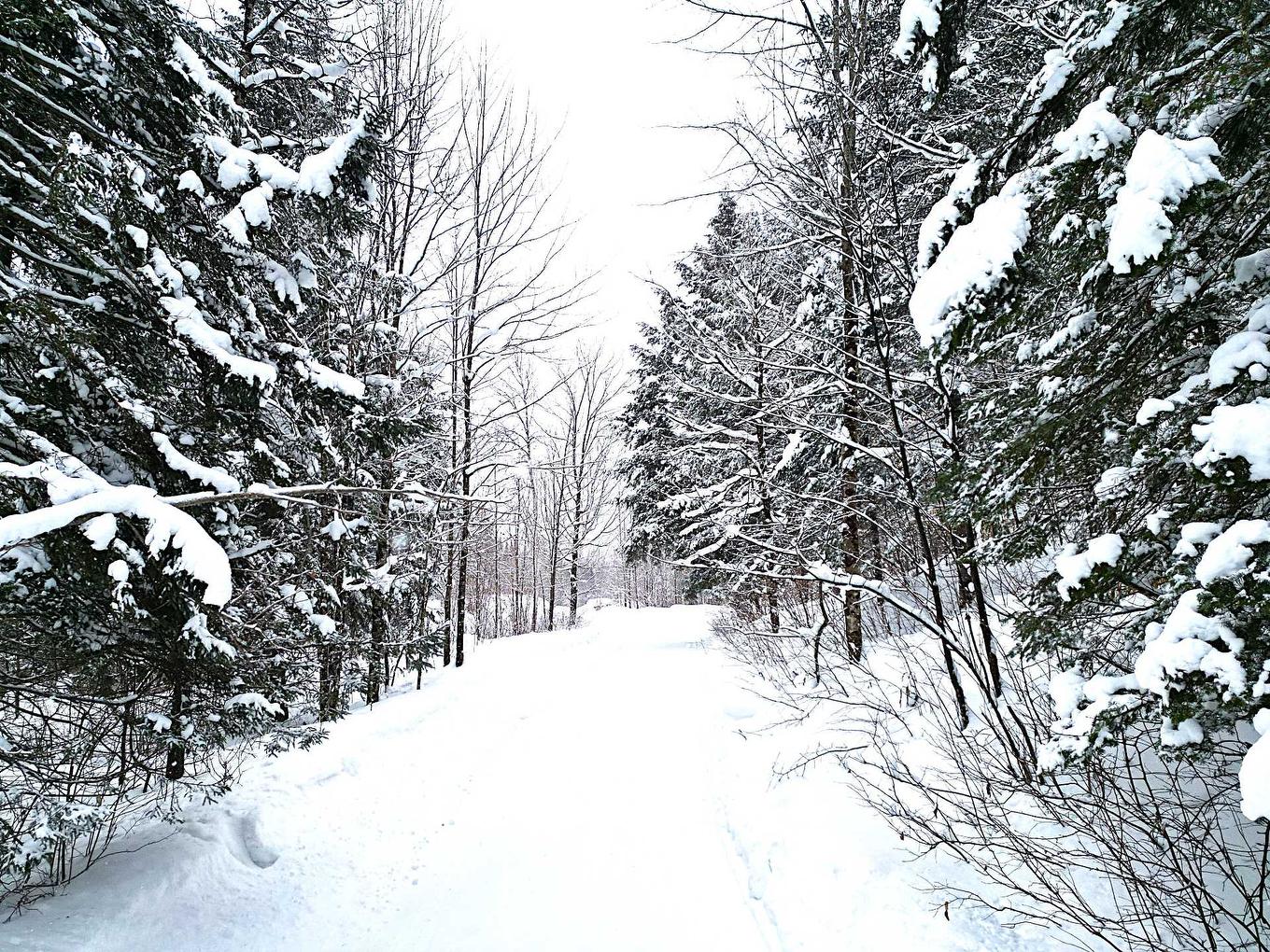 Terre/Terrain - 169 Ch. Roy, Amherst, QC - Outdoor