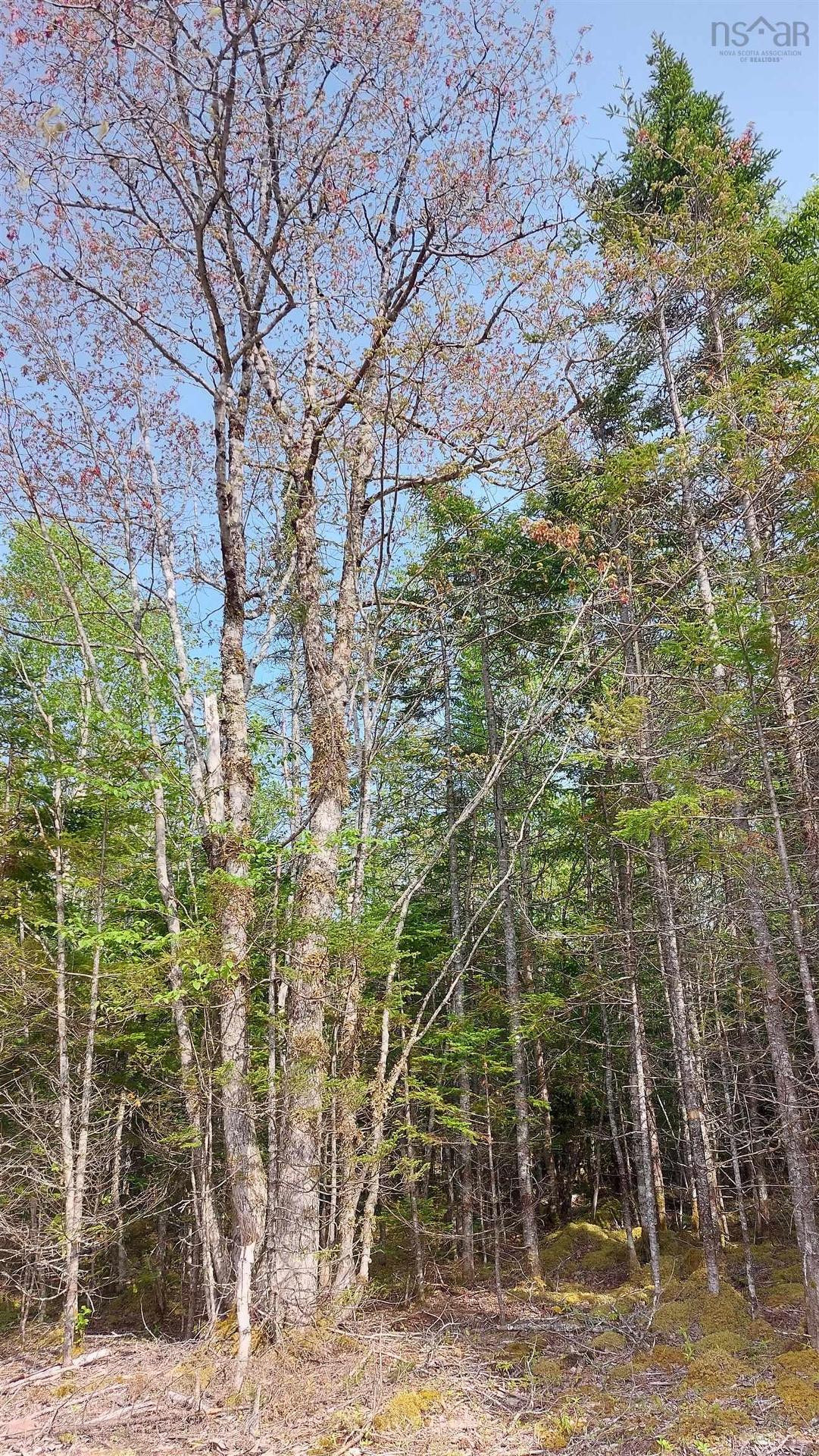Lot 18 Highway 4, False Bay, NS
