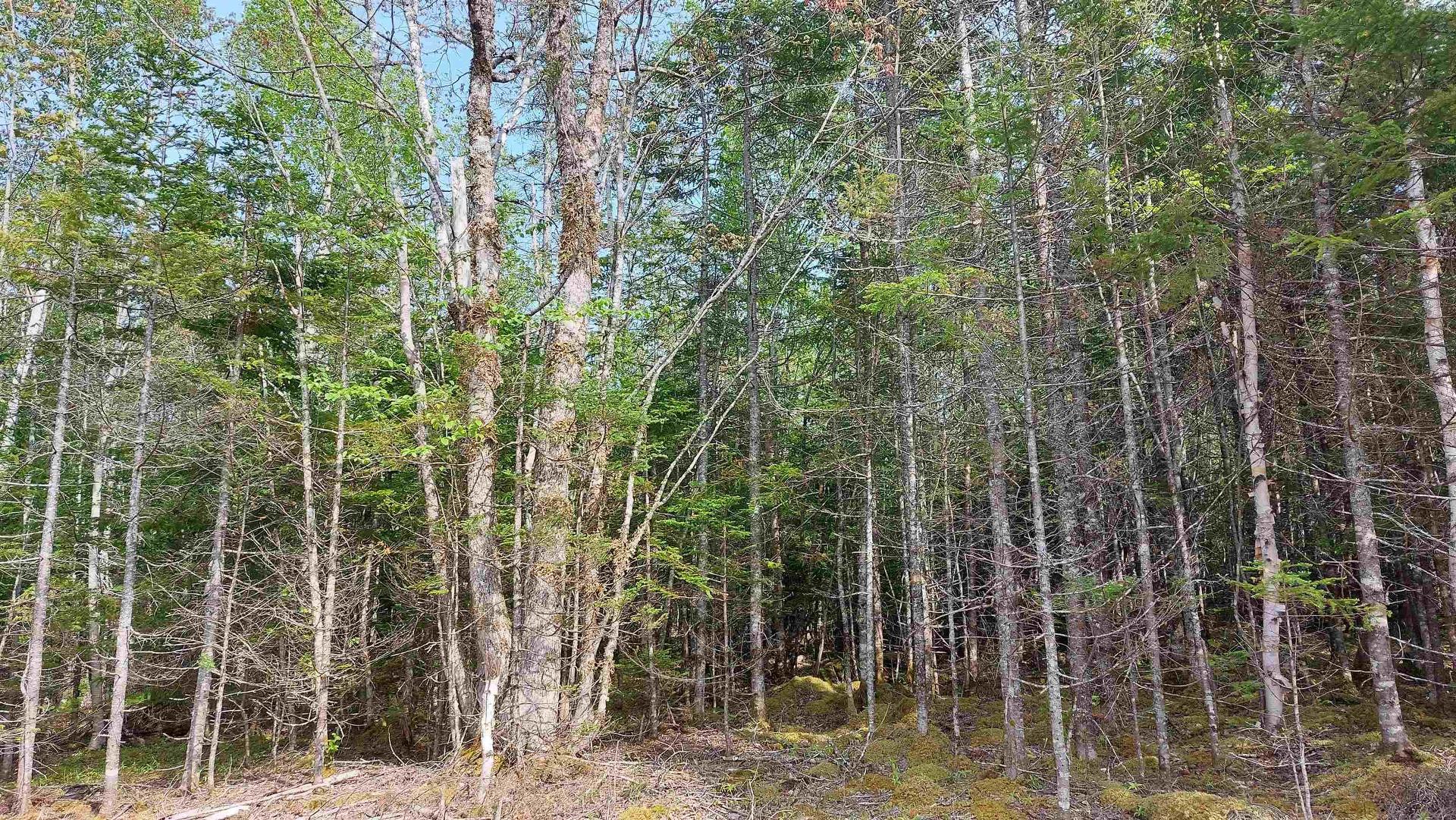 Lot 18 Highway 4, False Bay, NS