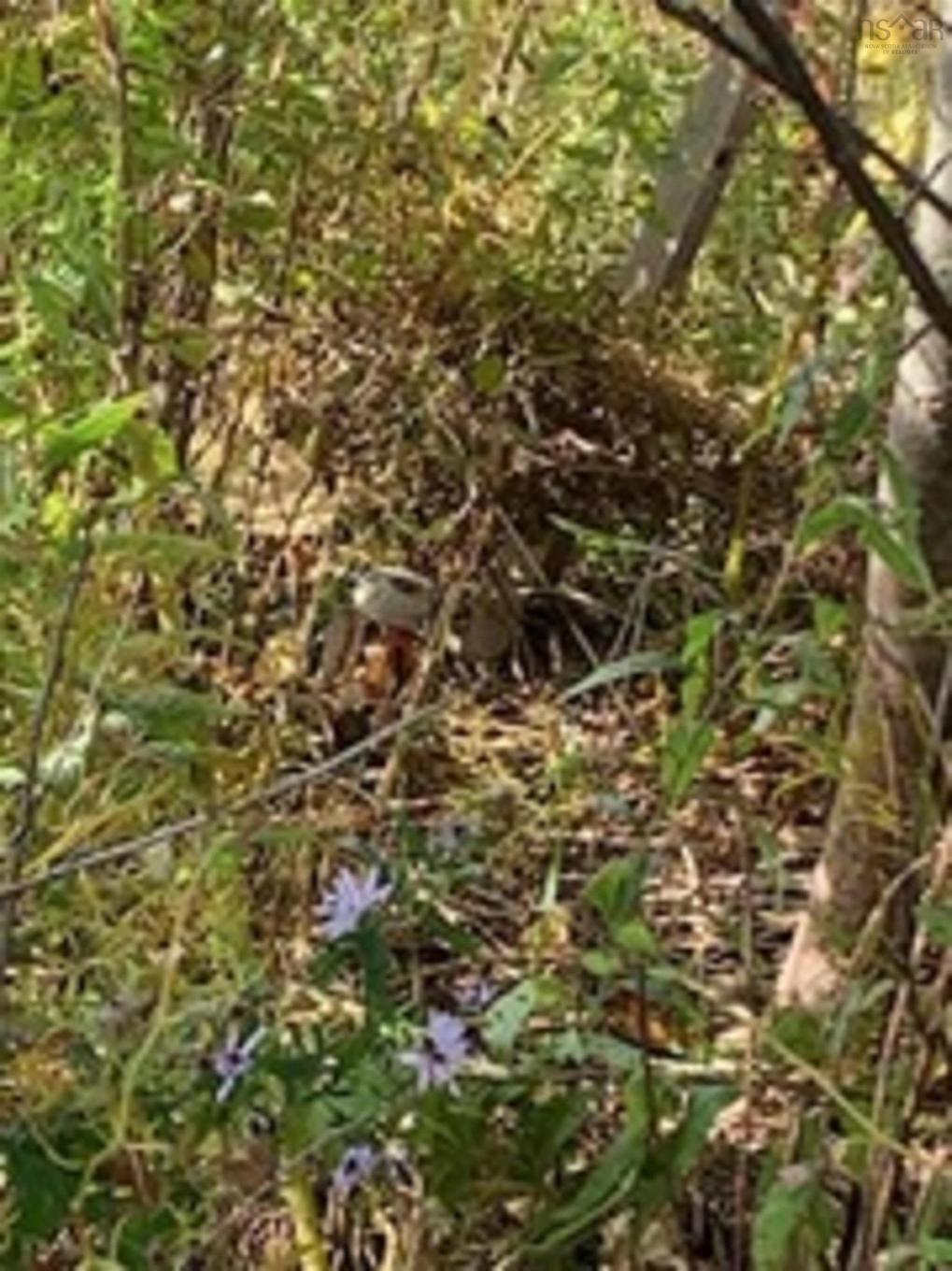 18 Acres Highway 256, West Branch, NS