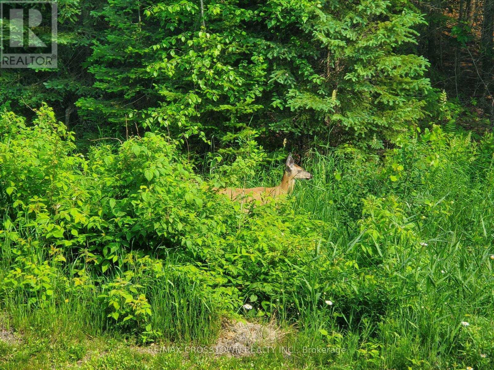 510 South Horn Lake Road, Armour, ON - Outdoor