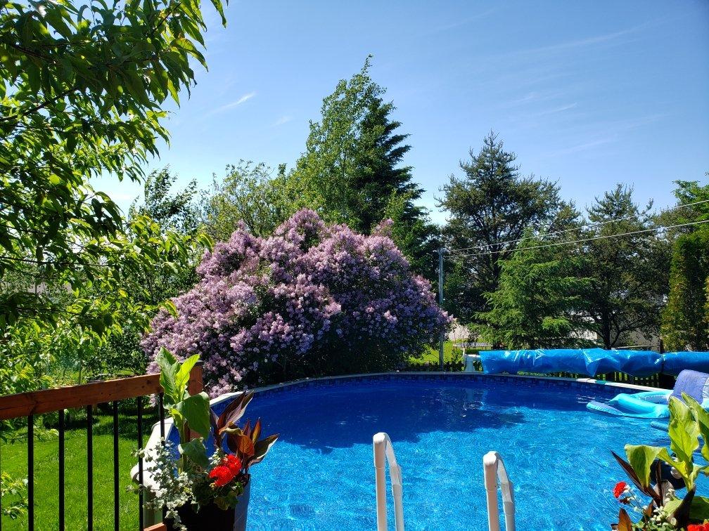 Pool - 40 Rue De L'Aqueduc, Saint-Félix-De-Dalquier, QC - Outdoor With Backyard