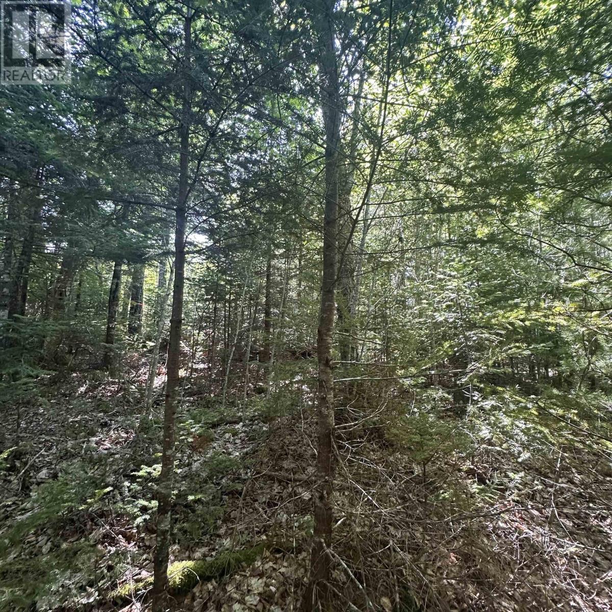 (Pid 70241864) Wellington Road, Buckfield, NS