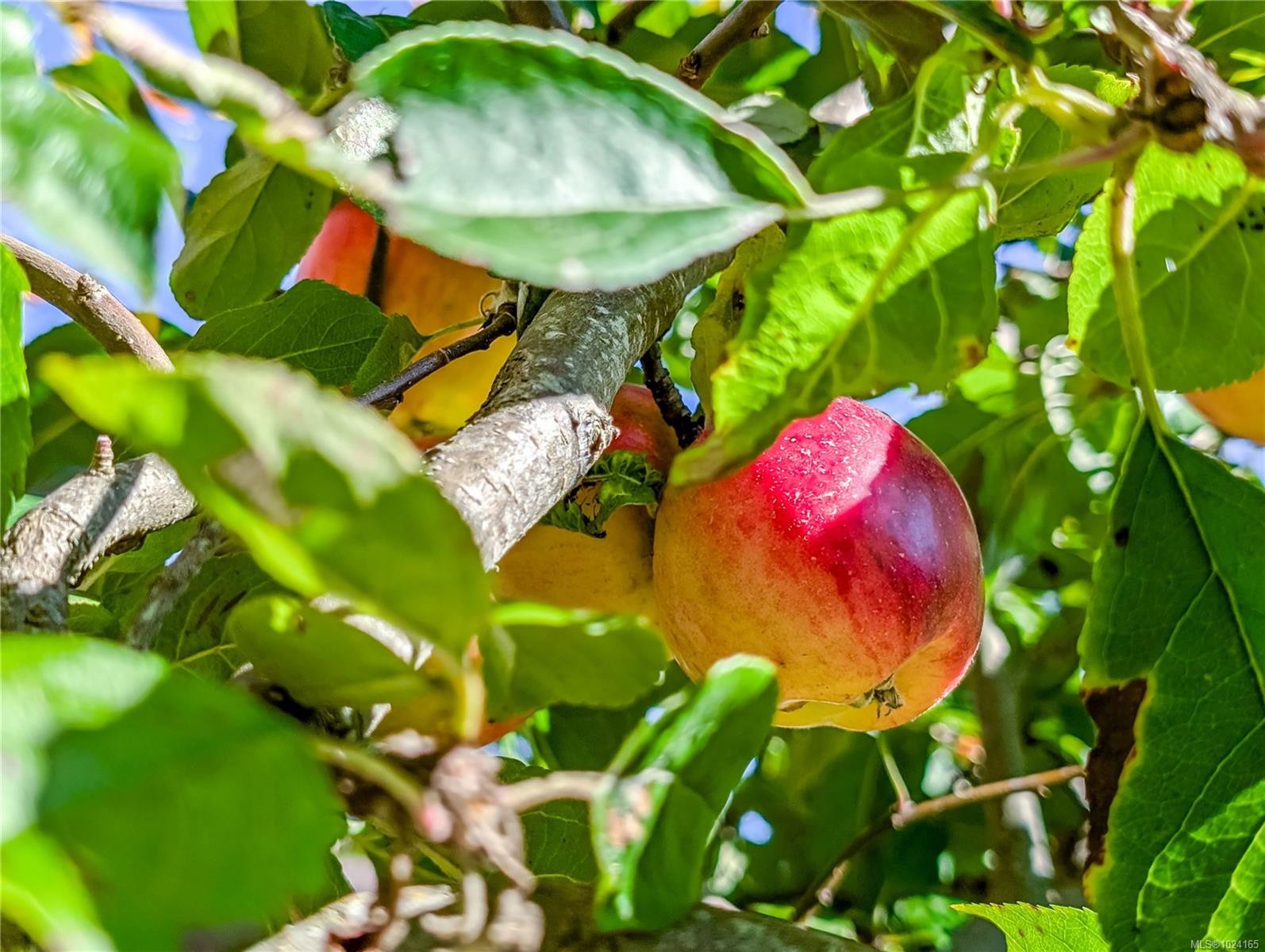 474 Eaglecrest Dr, Qualicum Beach, BC