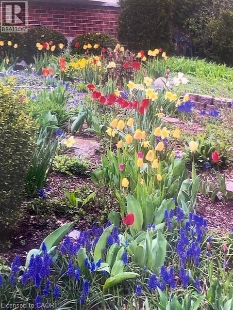 Exterior view - 32 Brookview Court, Kitchener, ON - Outdoor