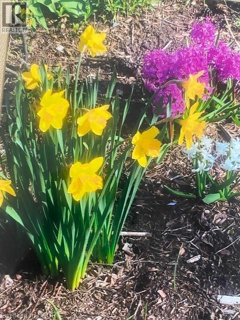 Exterior view - 32 Brookview Court, Kitchener, ON -