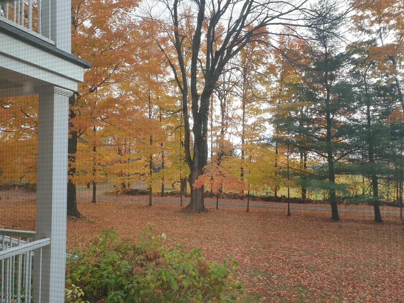 Backyard - 65 Ch. Papineau, Lac-Brome, QC - Outdoor