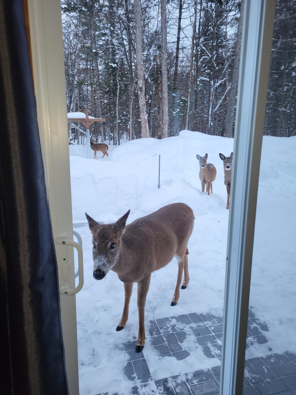 Exterior - 153 Ch. Roy, Amherst, QC -