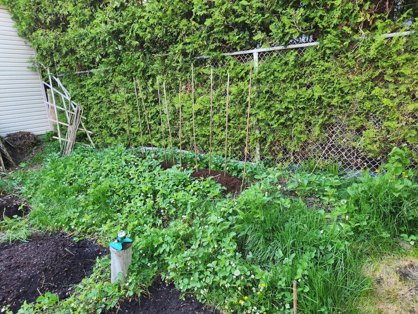 Cour - 3680 Rue Broadway, Montréal (Lachine), QC - Outdoor