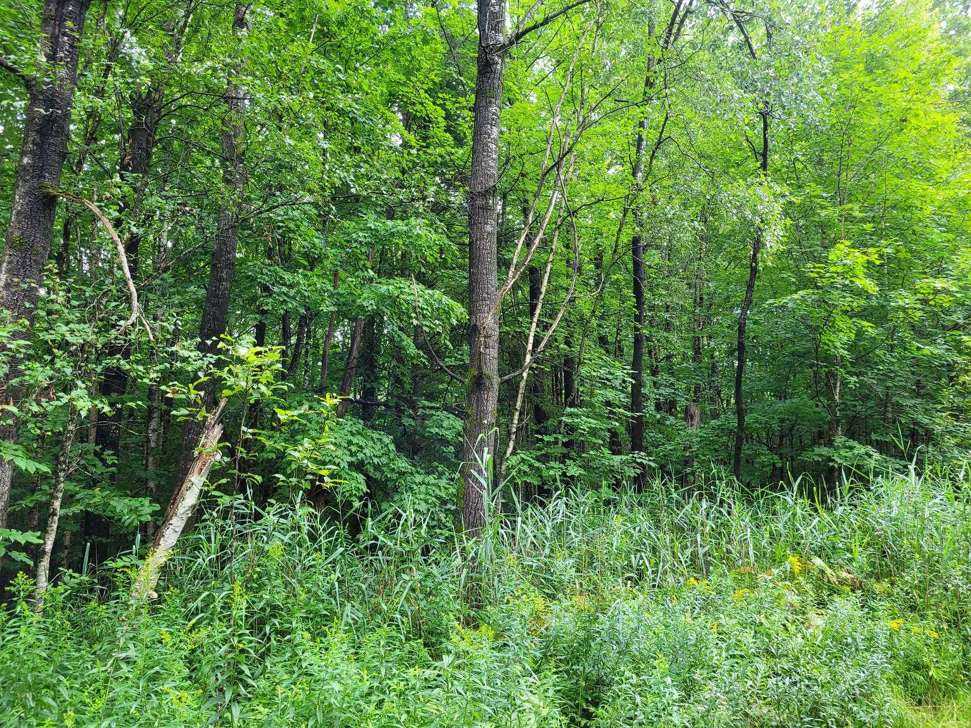 Boisé - Ch. Des Libellules, Eastman, QC