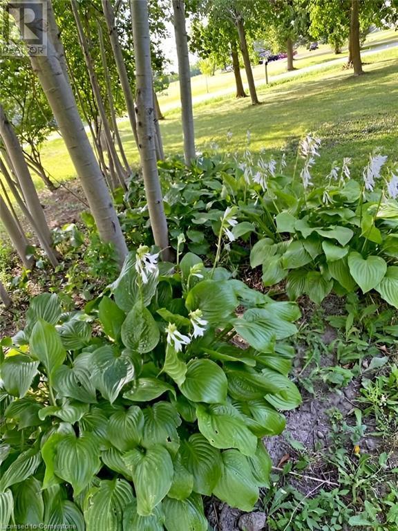 96 Second Road E, Hamilton, ON - Outdoor With View