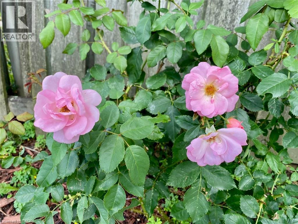 6 Adler Avenue, Hamilton, ON - Outdoor With View