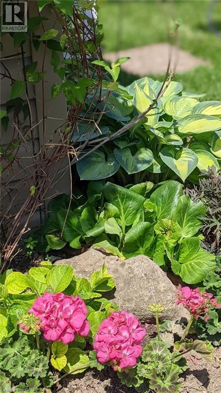 Garden view - 22 Redwing Road, Hamilton, ON - Outdoor