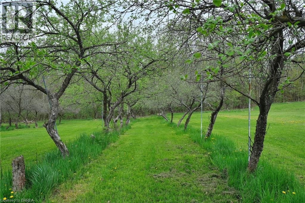 Apple trees in the Orchard. - 546299 Sideroad 4B, Kimberley, ON - Outdoor