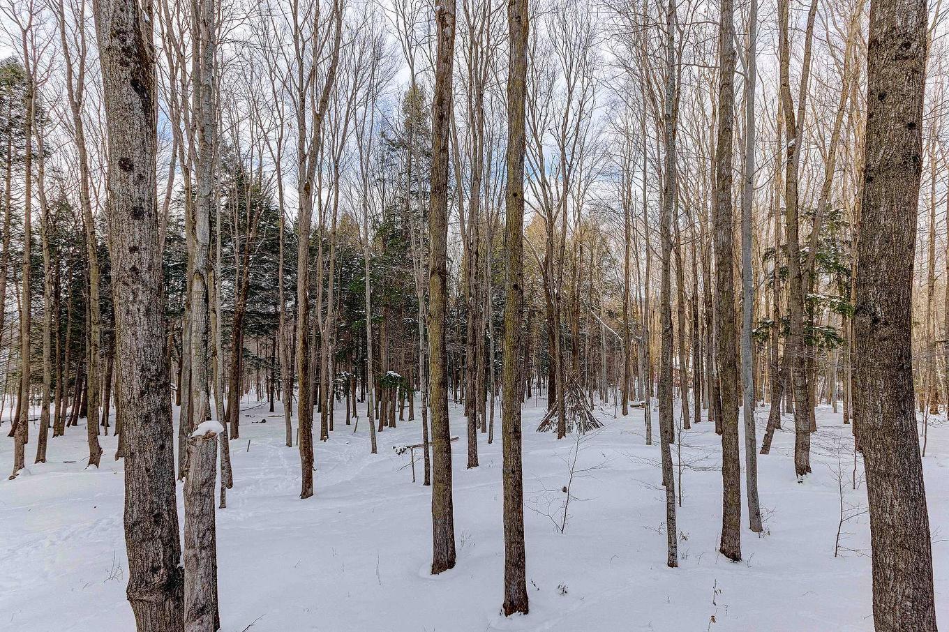 Boisé - 101-141 Rue Du Cercle-Des-Cantons, Bromont, QC - Outdoor With View