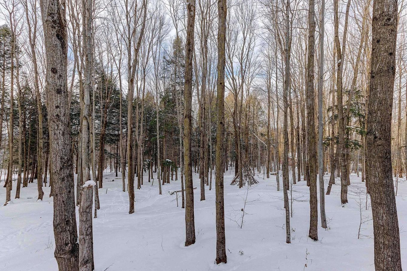 Boisé - 104-141 Rue Du Cercle-Des-Cantons, Bromont, QC - Outdoor With View