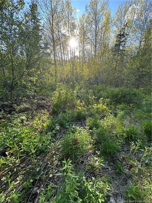 - Highfield Rd, Pearsonville, NB