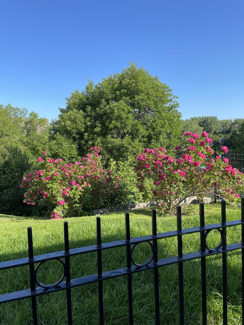 Jardin - 808-760 Ch. Marie-Le Ber, Montréal (Verdun/Île-Des-Soeurs), QC - Outdoor