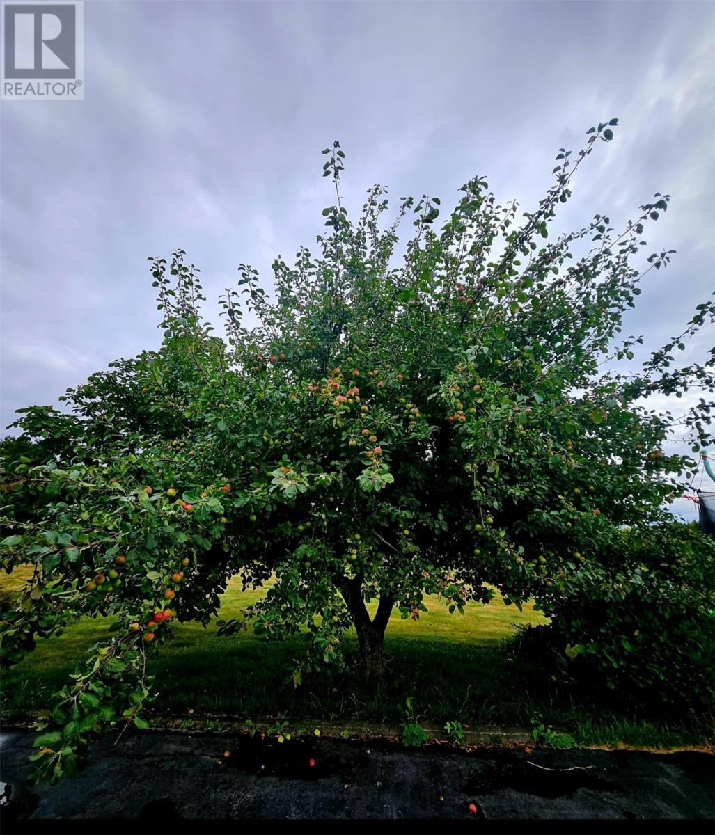 24 Jubilee Path, Brigus, NL - Outdoor