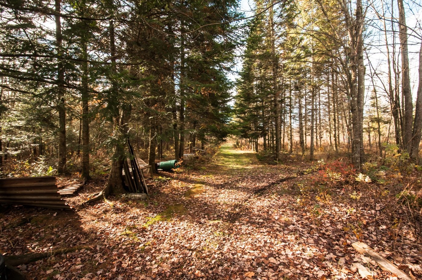 Wooded area - 200 Rg Des Cyprès, Saint-Sylvère, QC - Outdoor With View
