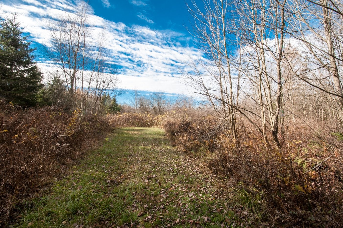 Wooded area - 200 Rg Des Cyprès, Saint-Sylvère, QC - Outdoor With View