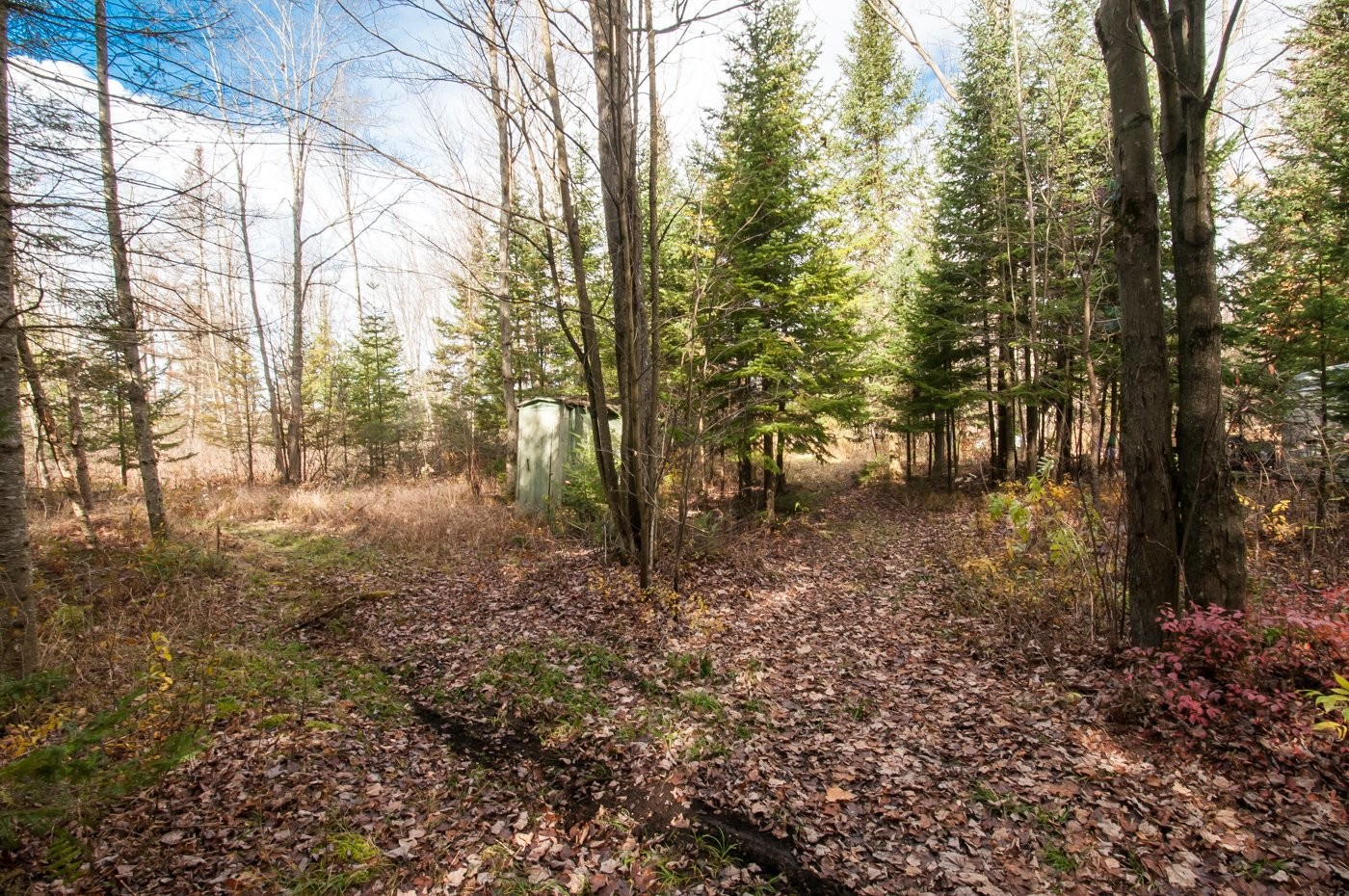 Wooded area - 200 Rg Des Cyprès, Saint-Sylvère, QC - Outdoor With View